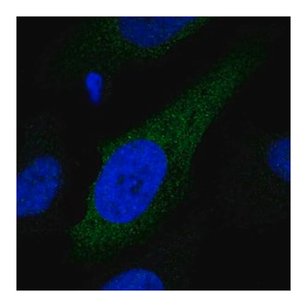Merck Anti-CYP2S1 antibody produced in rabbit