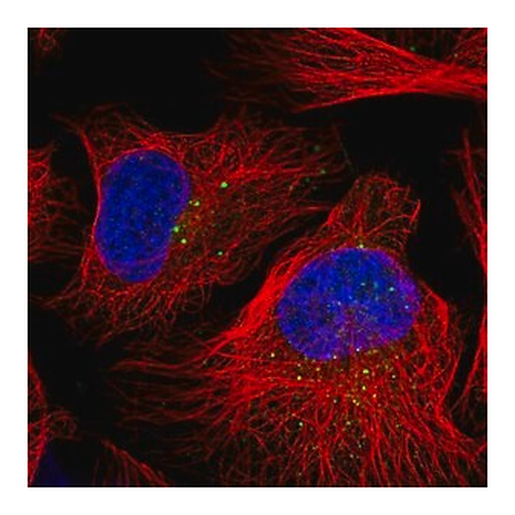 Merck Anti-DZIP3 antibody produced in rabbit