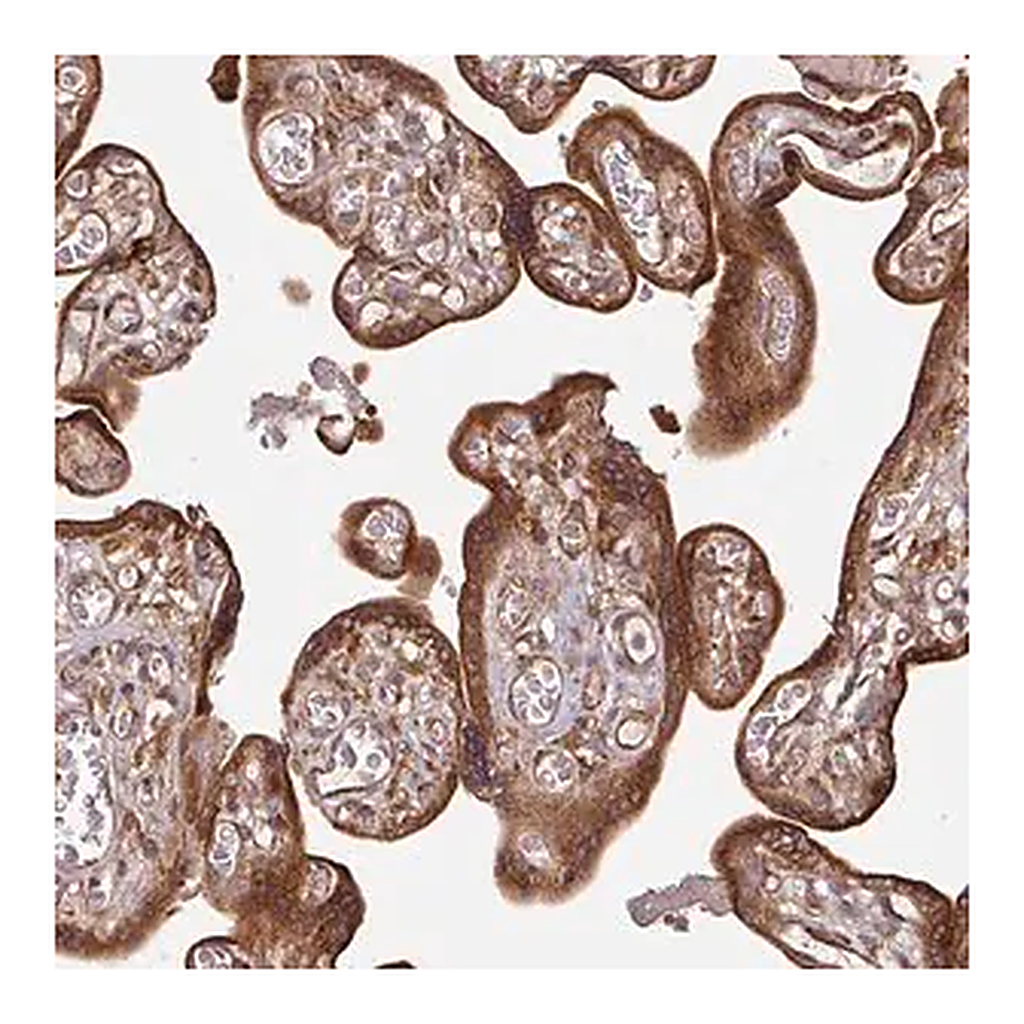 Merck Anti-RAB5A antibody produced in rabbit