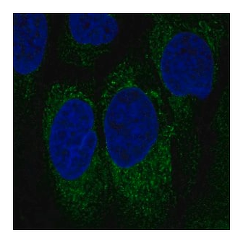 Merck Anti-NCR1 antibody produced in rabbit