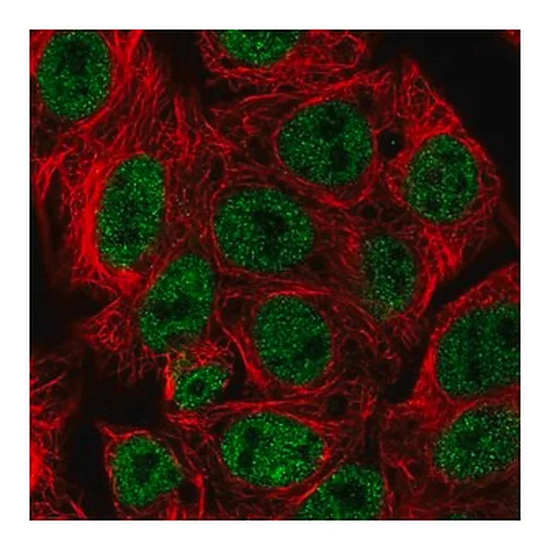 Merck Anti-ARRB1 antibody produced in rabbit