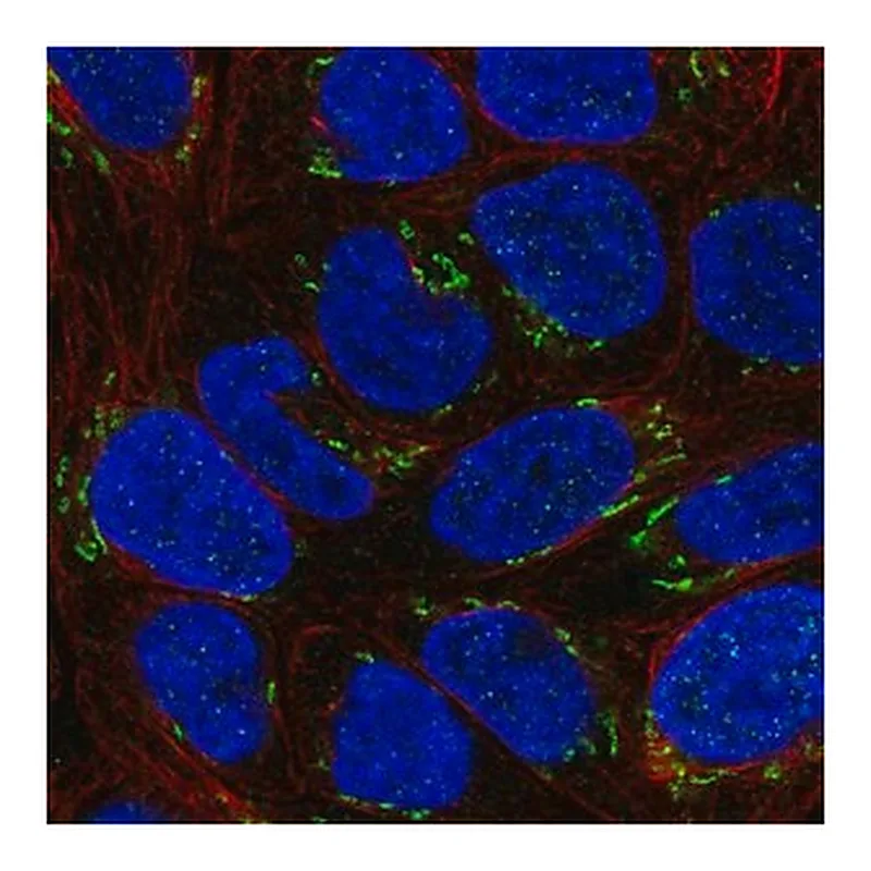 Merck Anti-NTF4 antibody produced in rabbit