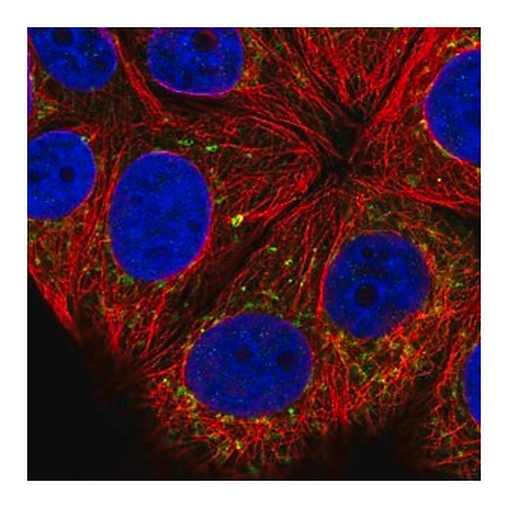 Merck Anti-COG8 antibody produced in rabbit