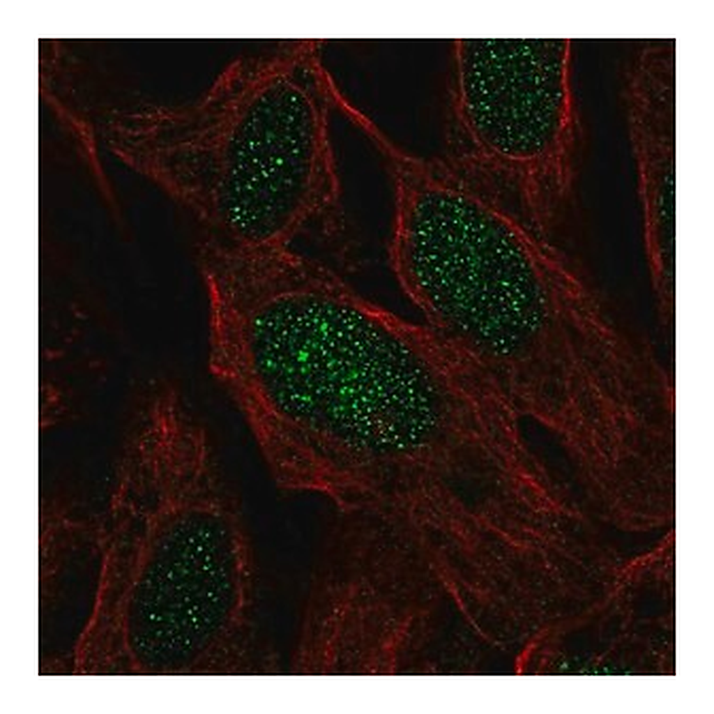 Merck Anti-C19orf44 antibody produced in rabbit