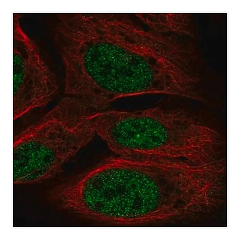 Merck Anti-TOPORS antibody produced in rabbit