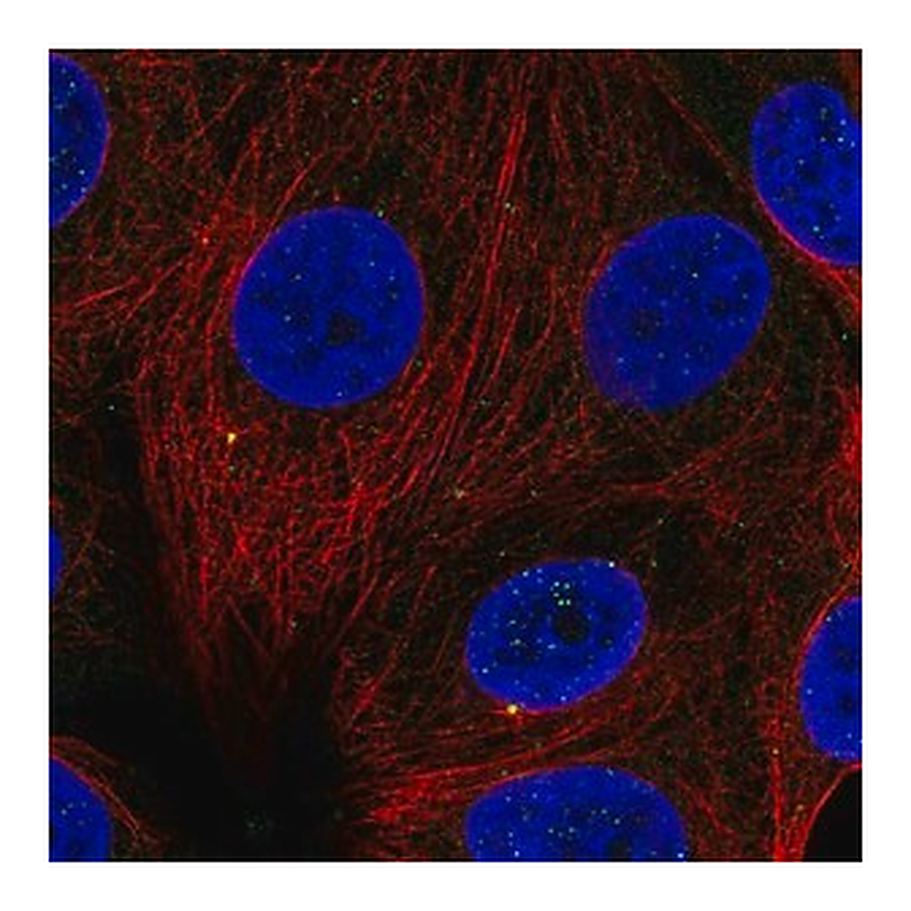 Merck Anti-CCNF antibody produced in rabbit