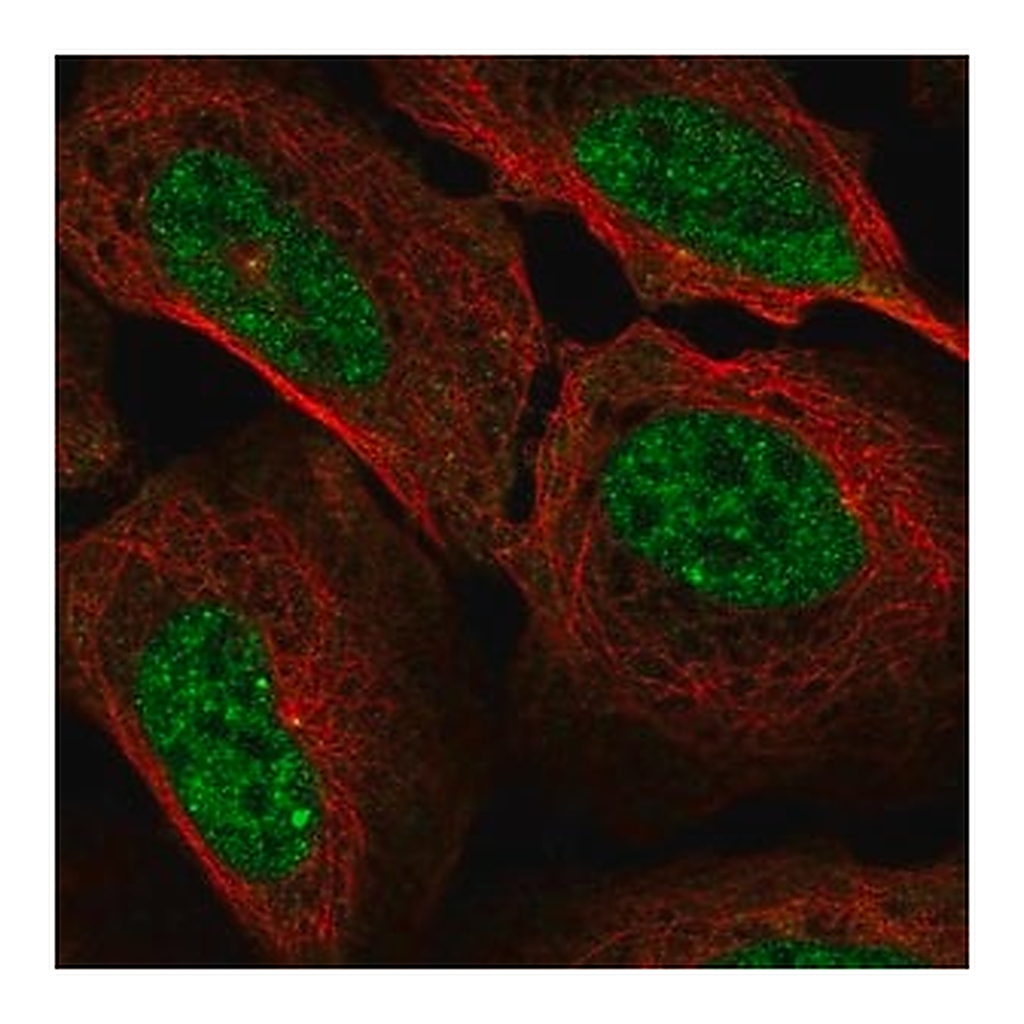 Merck Anti-CCNA1 antibody produced in rabbit