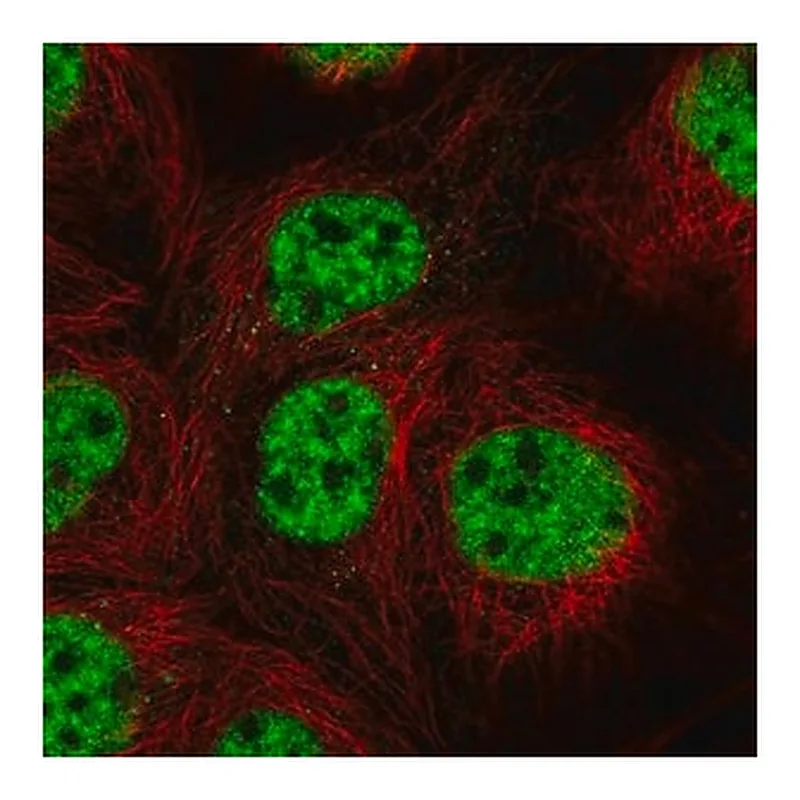 Merck Anti-RBPJ antibody produced in rabbit