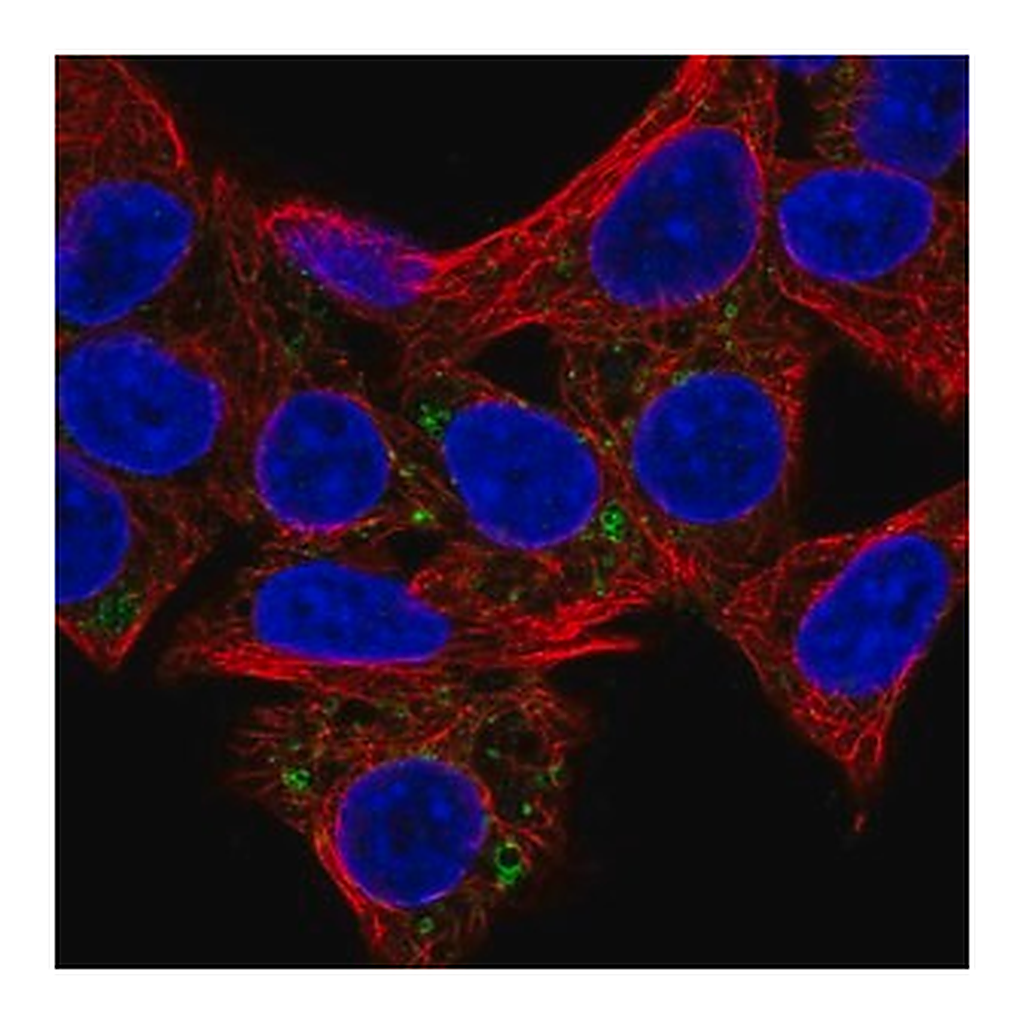 Merck Anti-HSD3B7 antibody produced in rabbit
