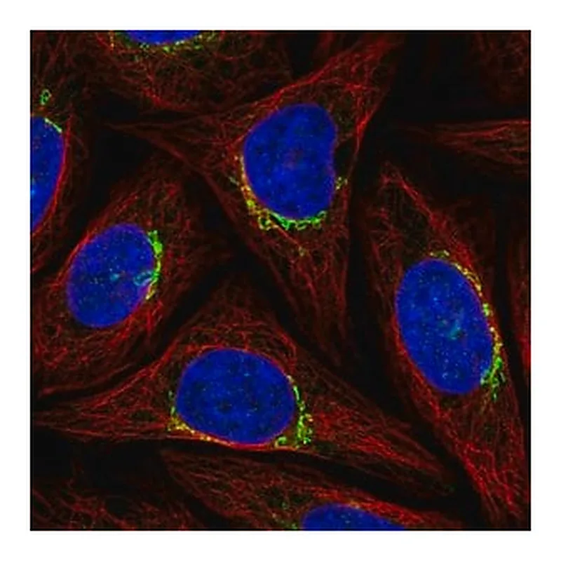 Merck Anti-PPP1R15B antibody produced in rabbit