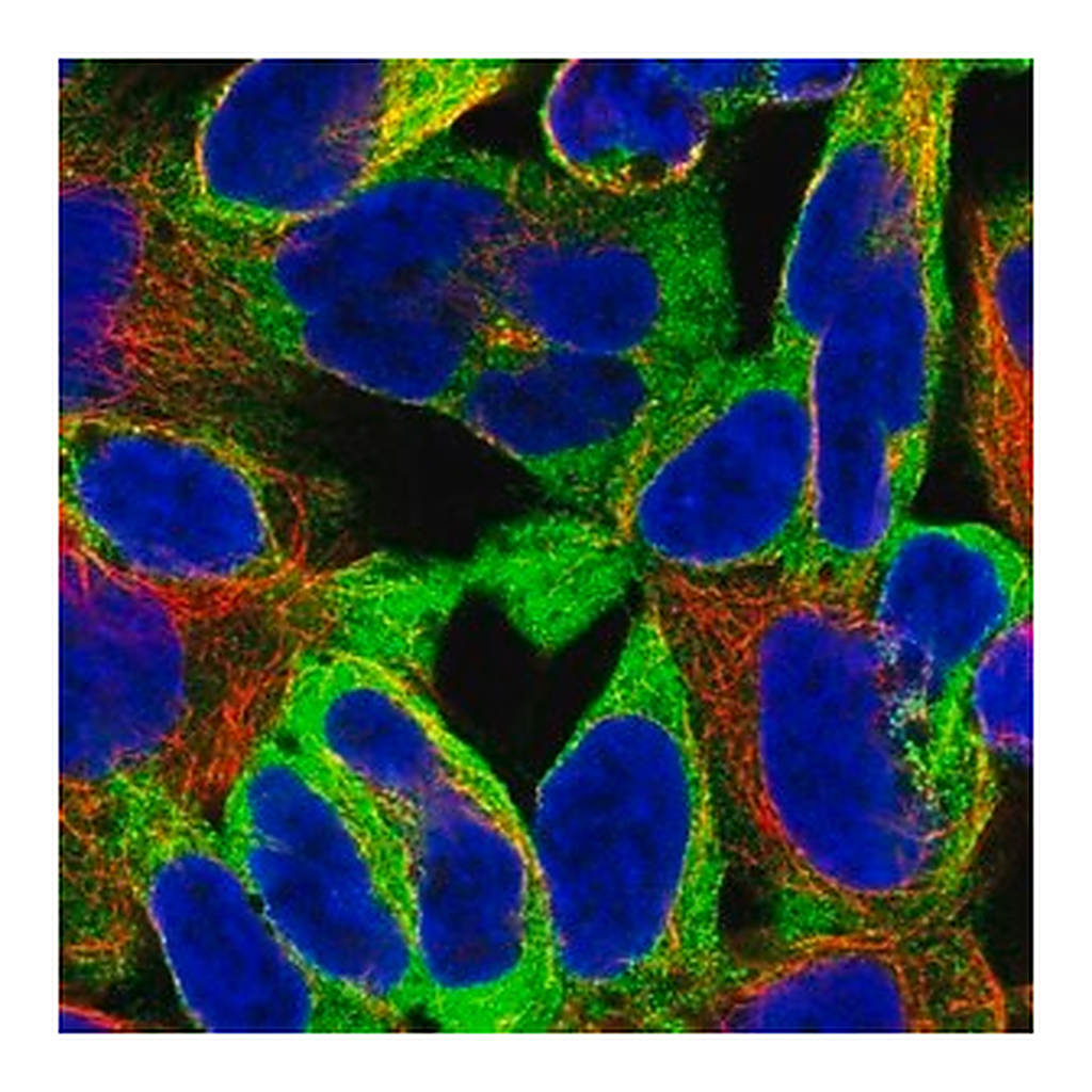 Merck Anti-EPN1 antibody produced in rabbit