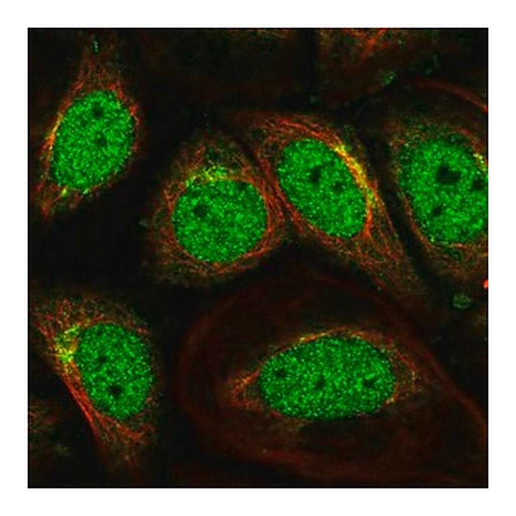 Merck Anti-SCOC antibody produced in rabbit