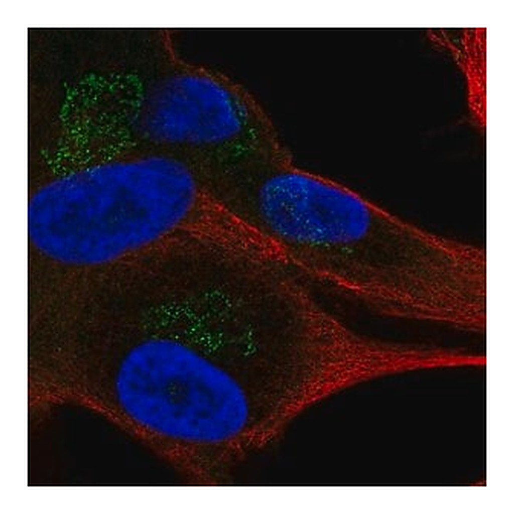 Merck Anti-APBA1 antibody produced in rabbit