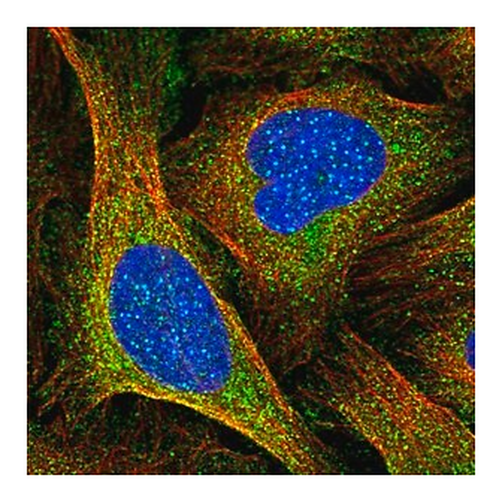 Merck Anti-CENPI antibody produced in rabbit