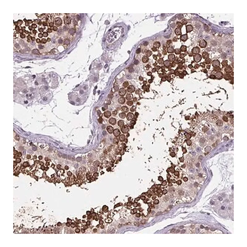 Merck Anti-TTC12 antibody produced in rabbit