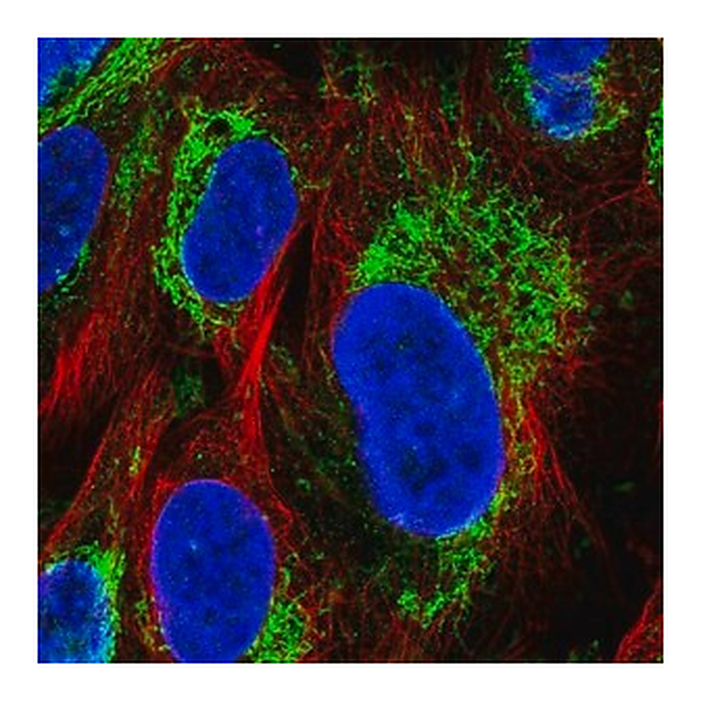 Merck Anti-GLUD1 antibody produced in rabbit