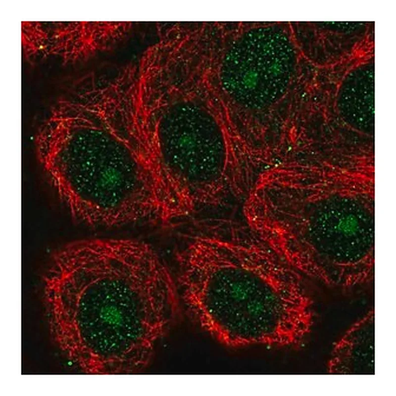 Merck Anti-GIN1 antibody produced in rabbit
