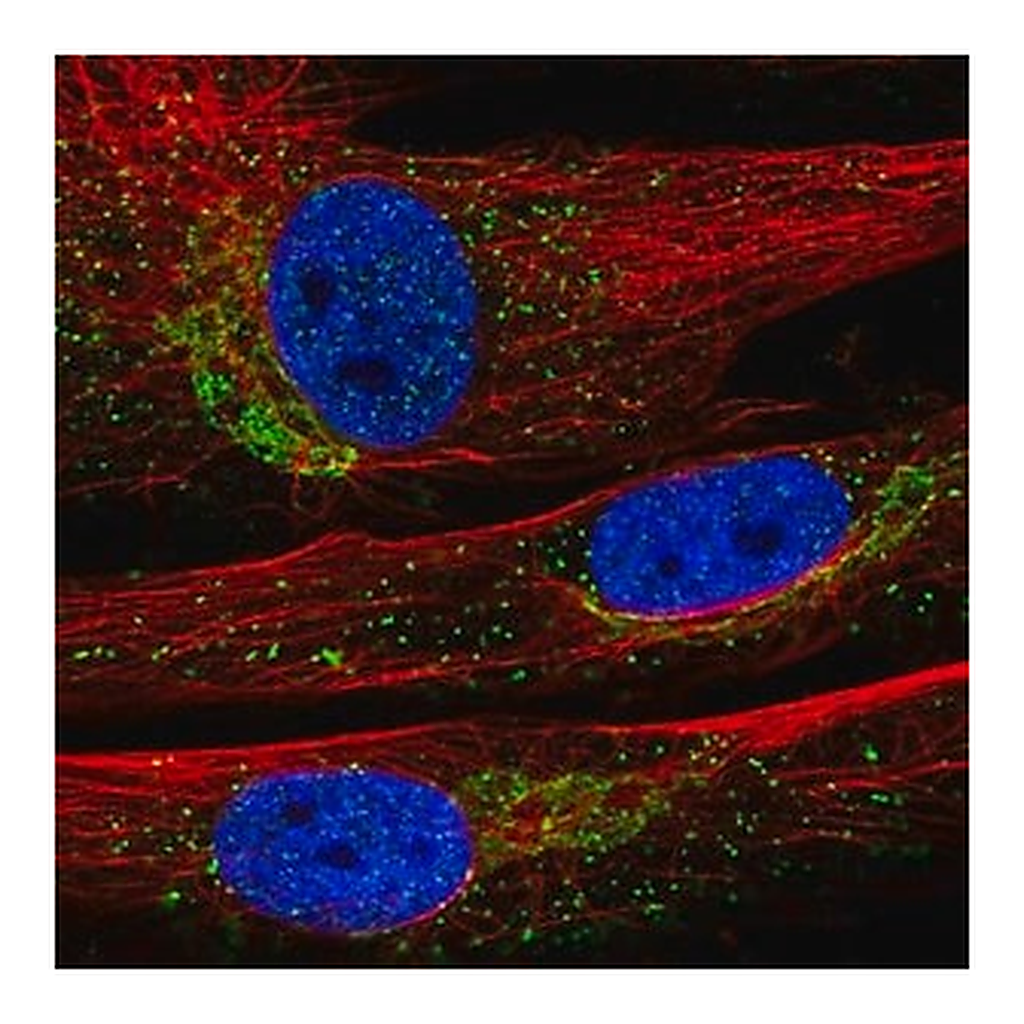 Merck Anti-INMT antibody produced in rabbit