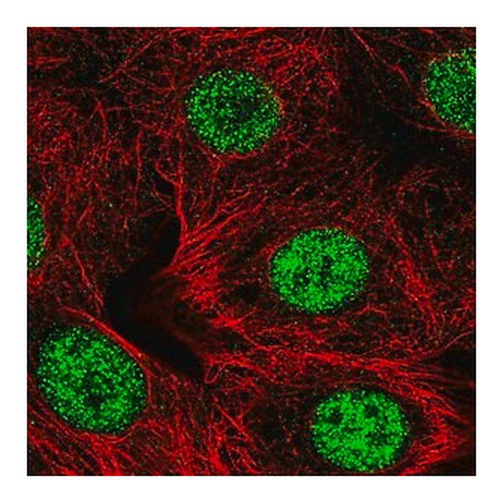 Merck Anti-SMARCD2 antibody produced in rabbit