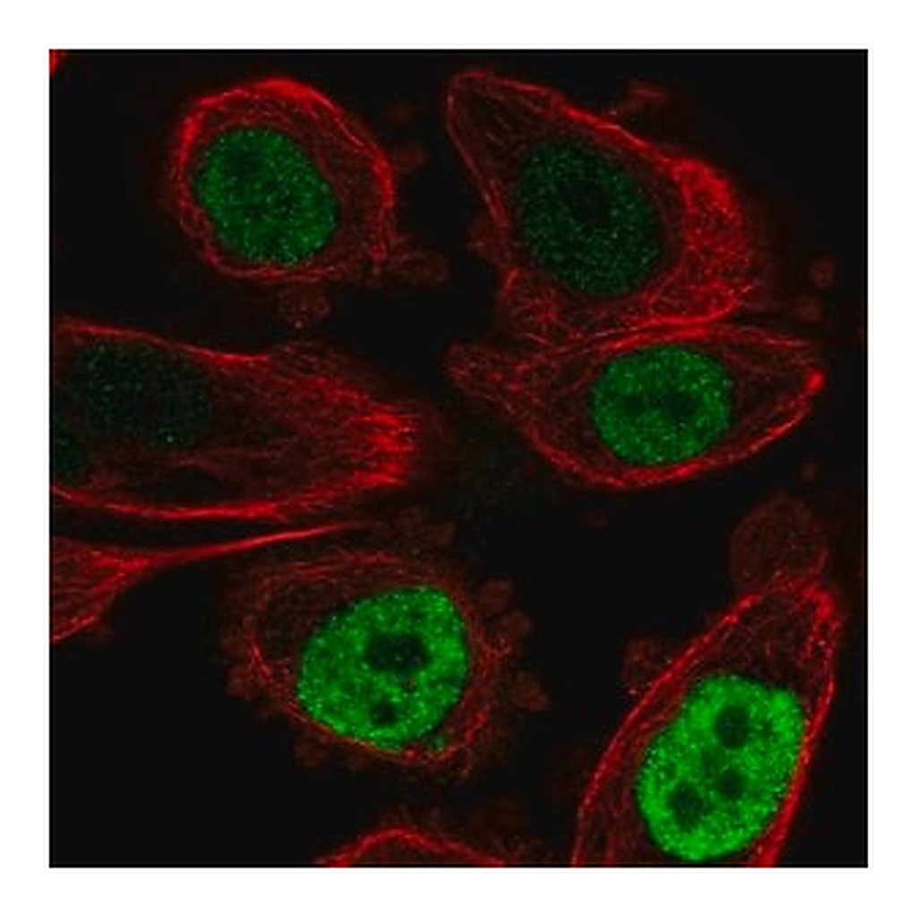 Merck Anti-CEBPB antibody produced in rabbit