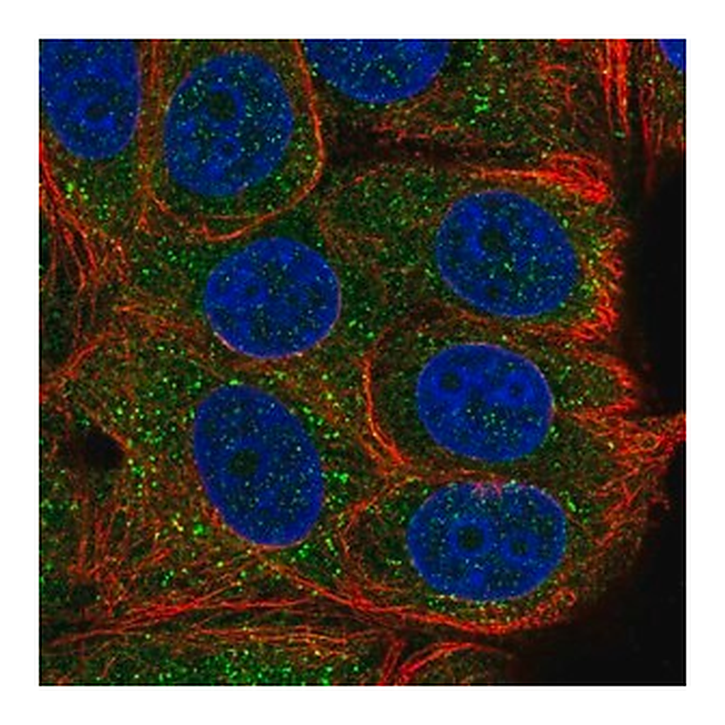 Merck Anti-TAB2 antibody produced in rabbit