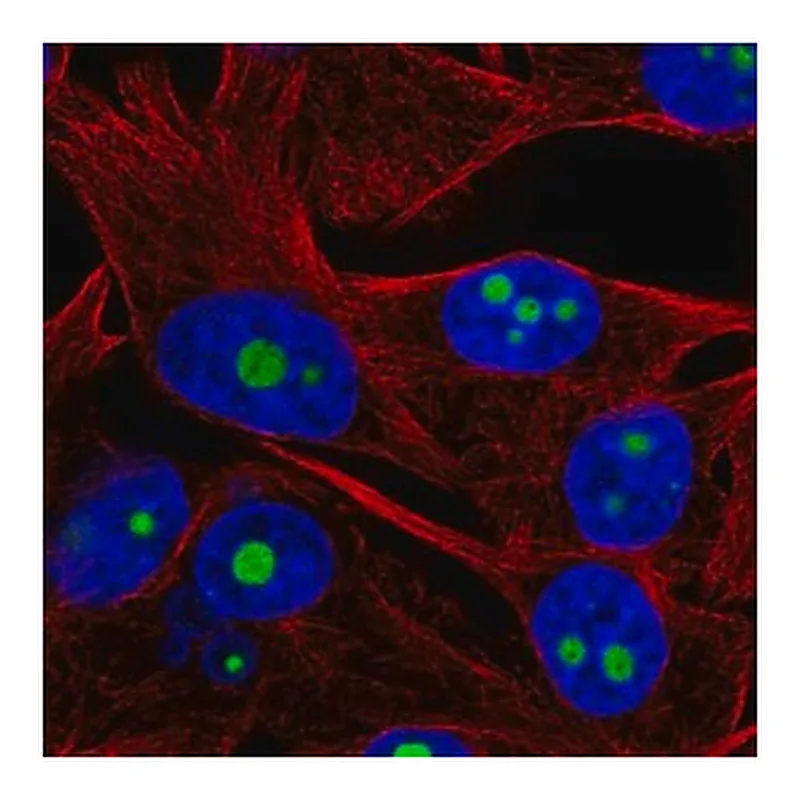 Merck Anti-ACTR10 antibody produced in rabbit