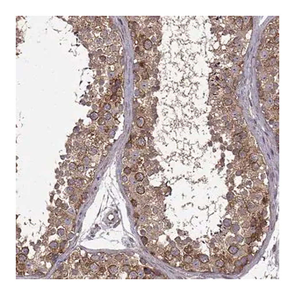 Merck Anti-URI1 antibody produced in rabbit