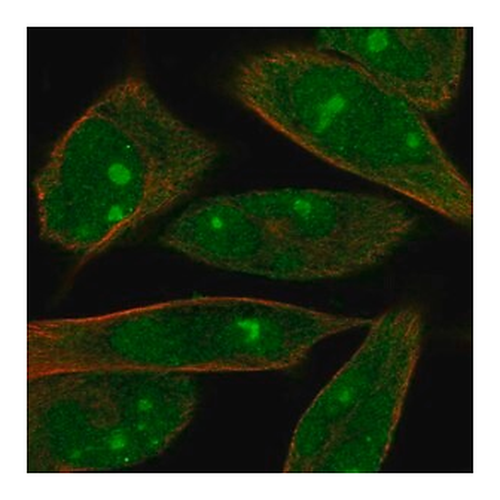 Merck Anti-MOB1A antibody produced in rabbit