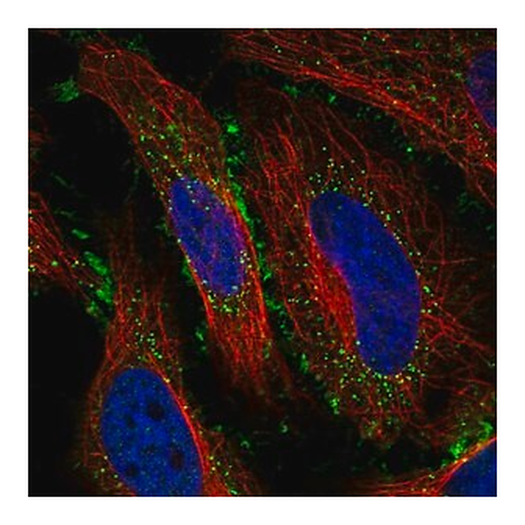 Merck Anti-SAPCD1 antibody produced in rabbit