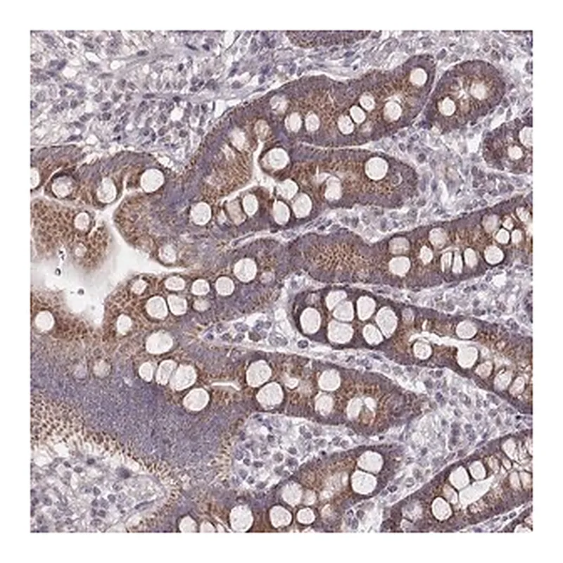 Merck Anti-MRPS27 antibody produced in rabbit