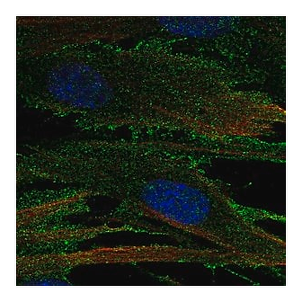 Merck Anti-RECK antibody produced in rabbit