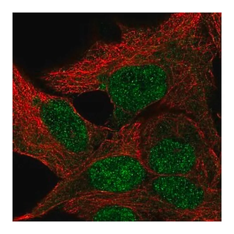 Merck Anti-TBPL1 antibody produced in rabbit