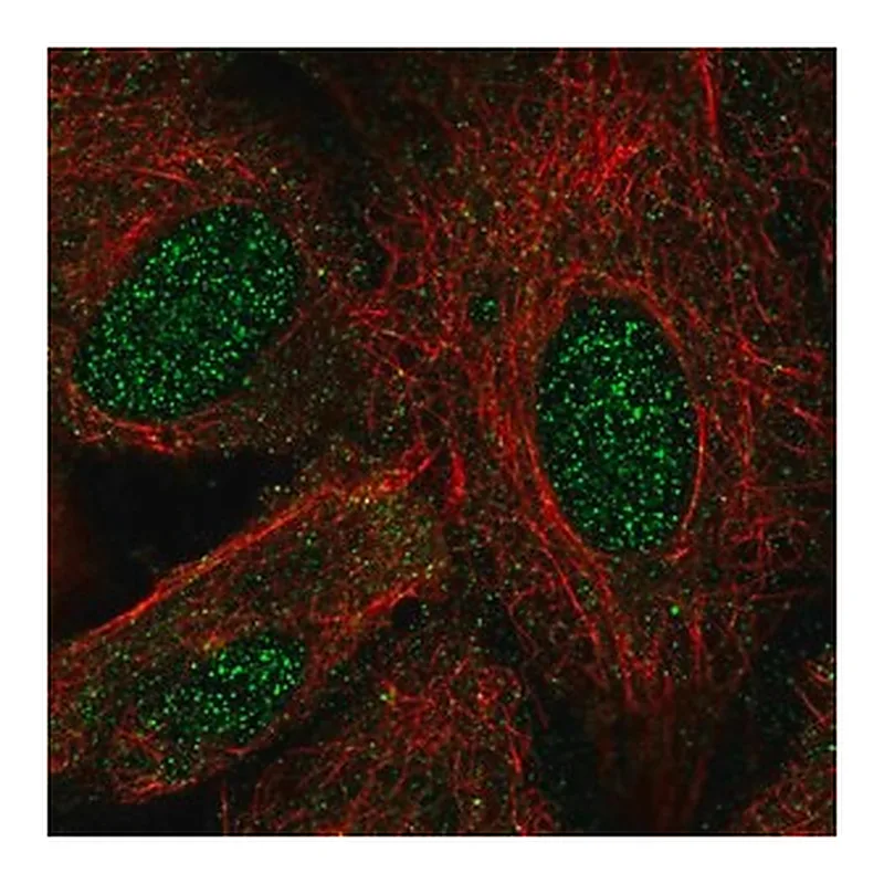 Merck Anti-LHX8 antibody produced in rabbit