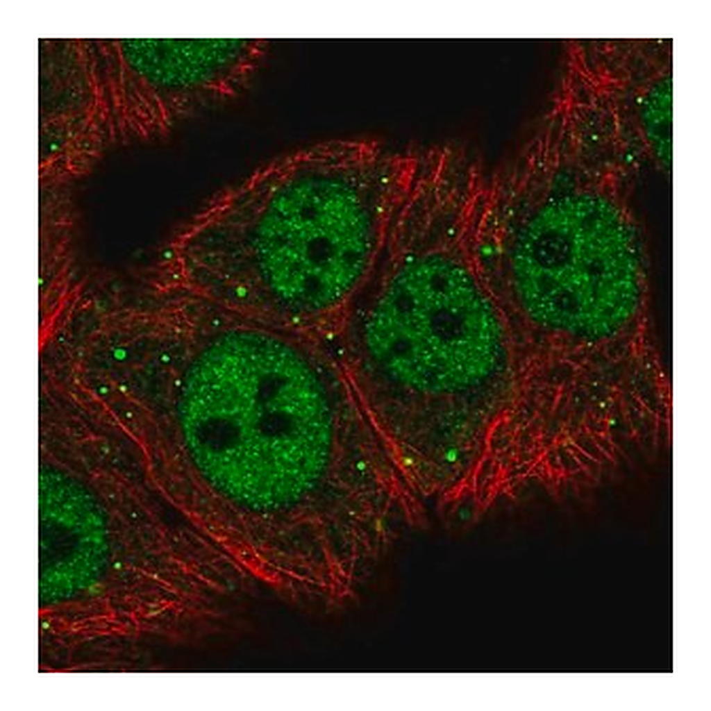 Merck Anti-MED26 antibody produced in rabbit