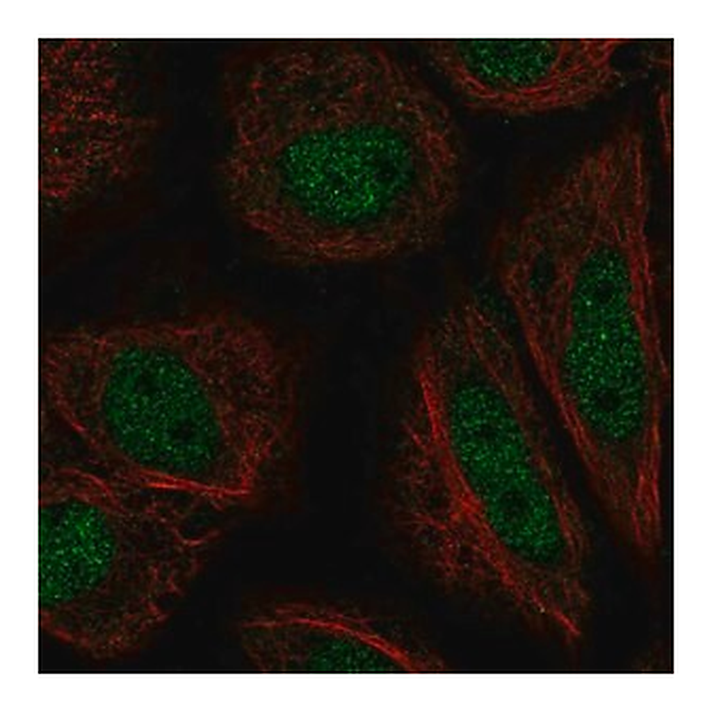 Merck Anti-ZFY antibody produced in rabbit