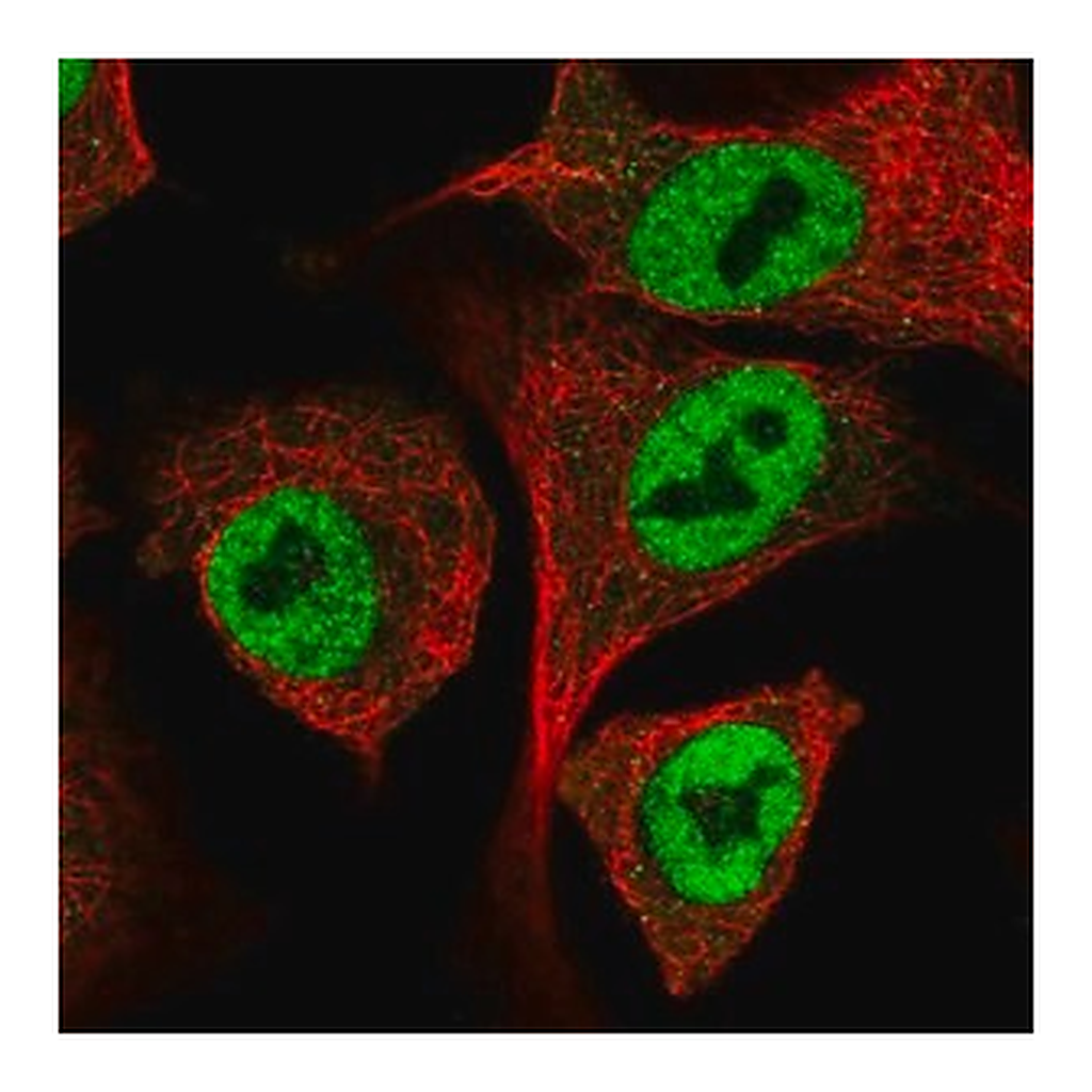 Merck Anti-IRF2BP1 antibody produced in rabbit