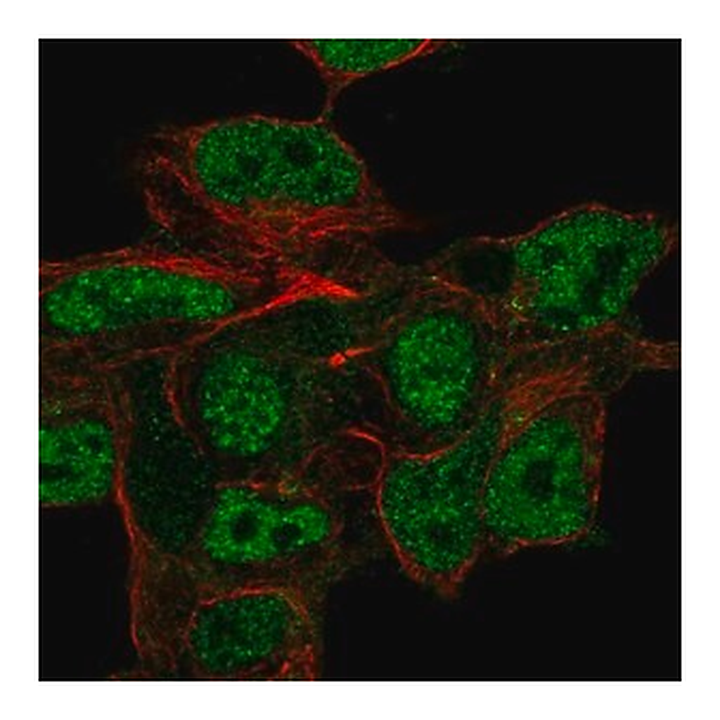 Merck Anti-CSPG5 antibody produced in rabbit