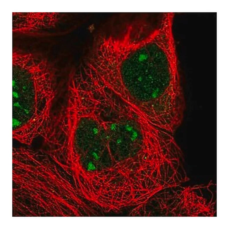 Merck Anti-ZXDC antibody produced in rabbit