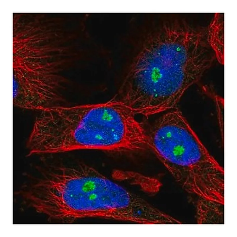 Merck Anti-FBL antibody produced in rabbit