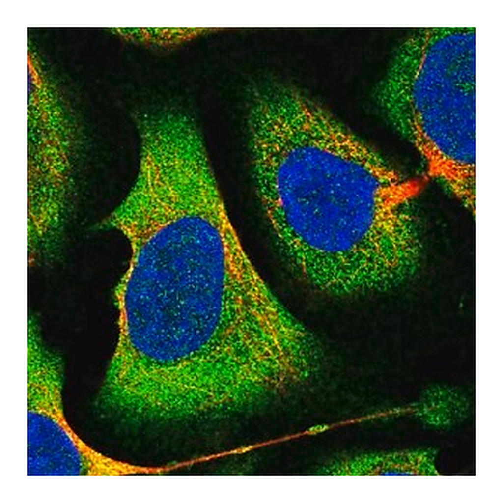 Merck Anti-EIF2B1 antibody produced in rabbit