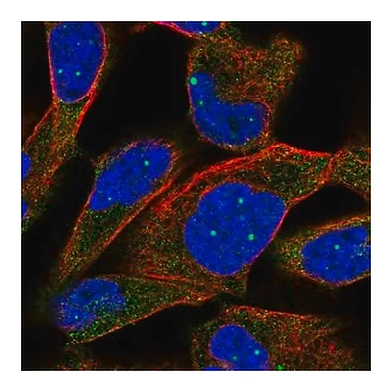 Merck Anti-TPP2 antibody produced in rabbit