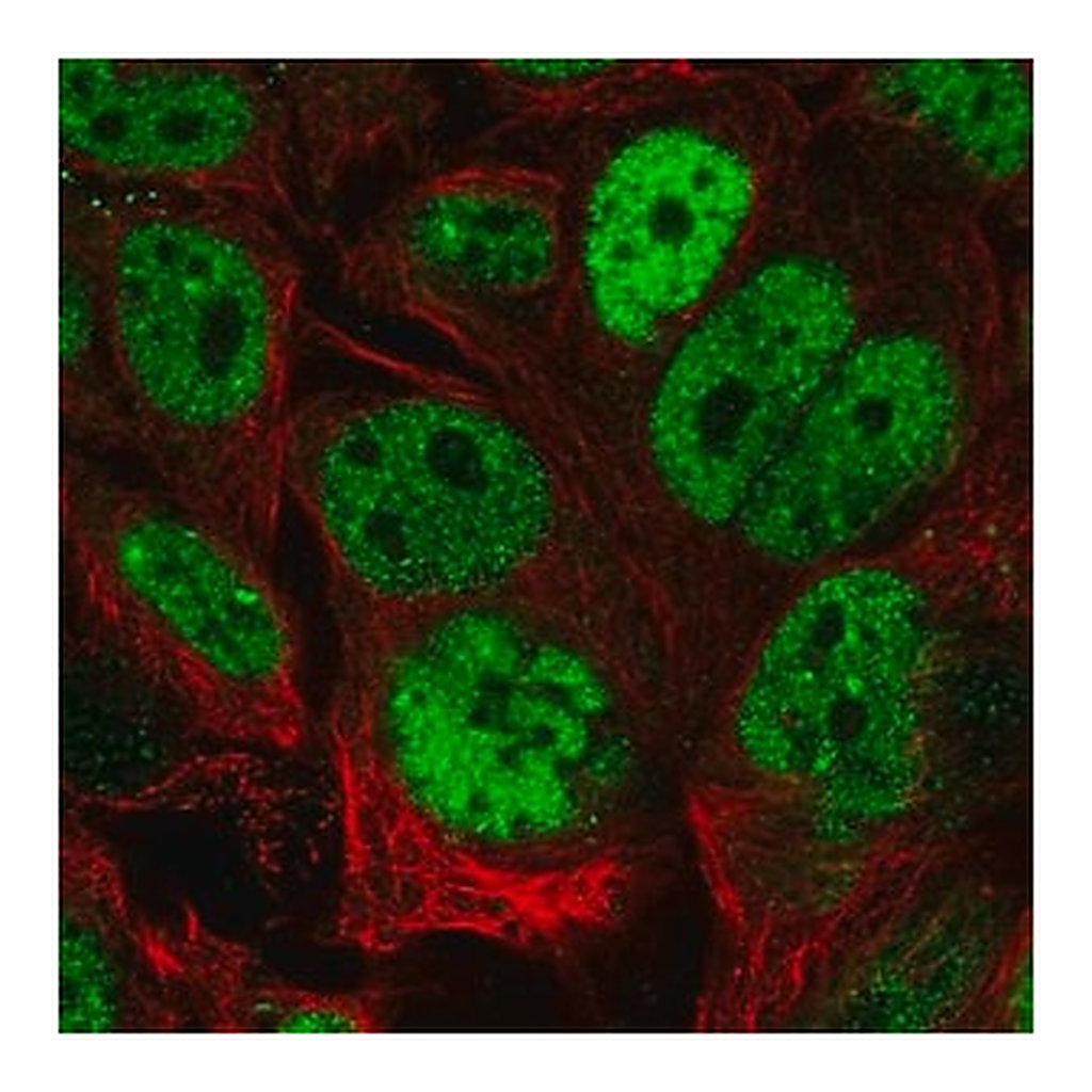 Merck Anti-CDX2 antibody produced in rabbit