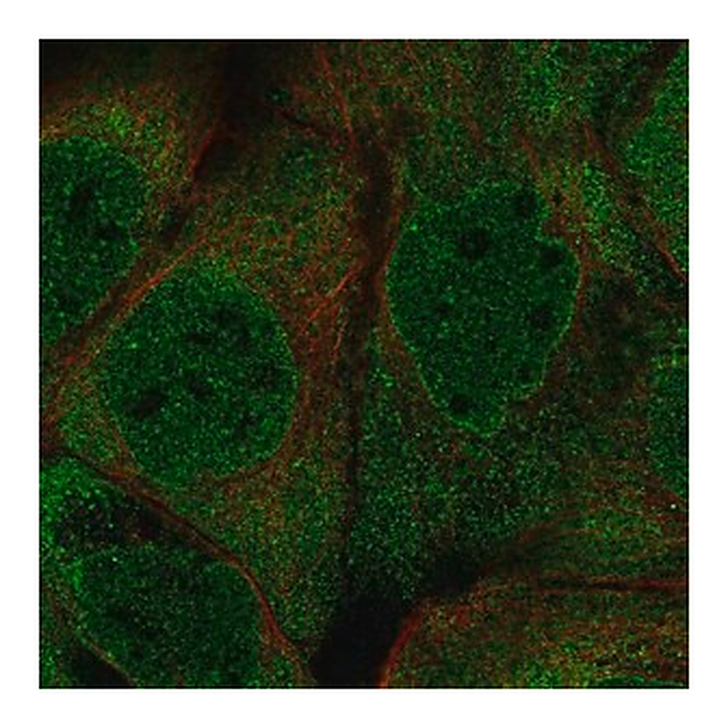 Merck Anti-PUM2 antibody produced in rabbit