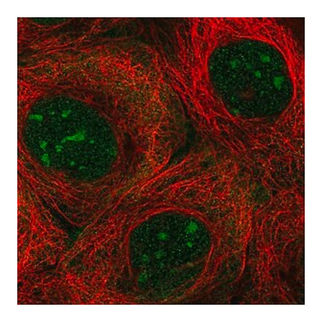 Merck Anti-NOL7 antibody produced in rabbit