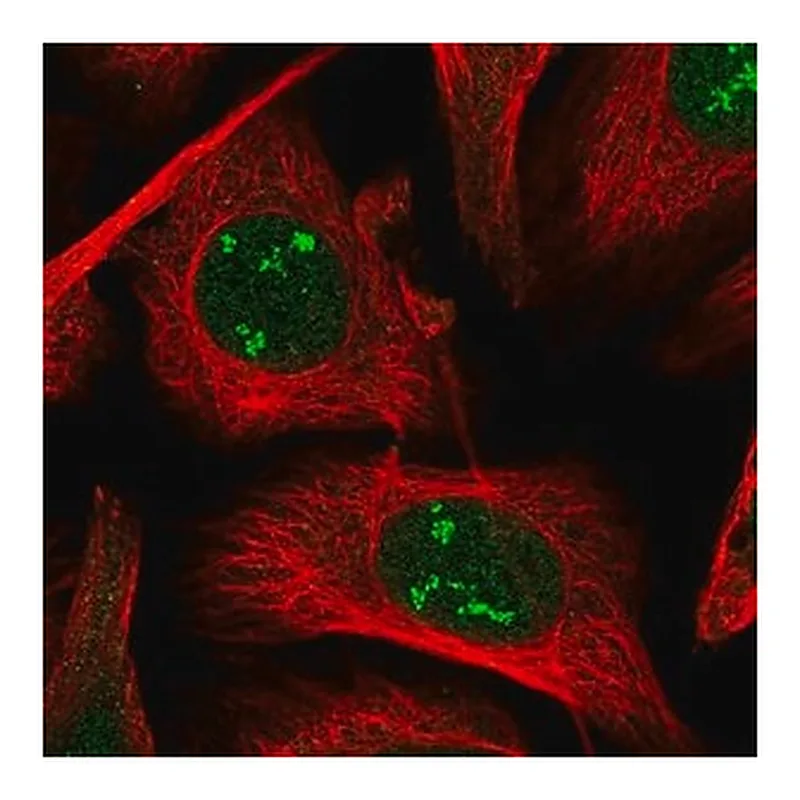 Merck Anti-POLR1A antibody produced in rabbit