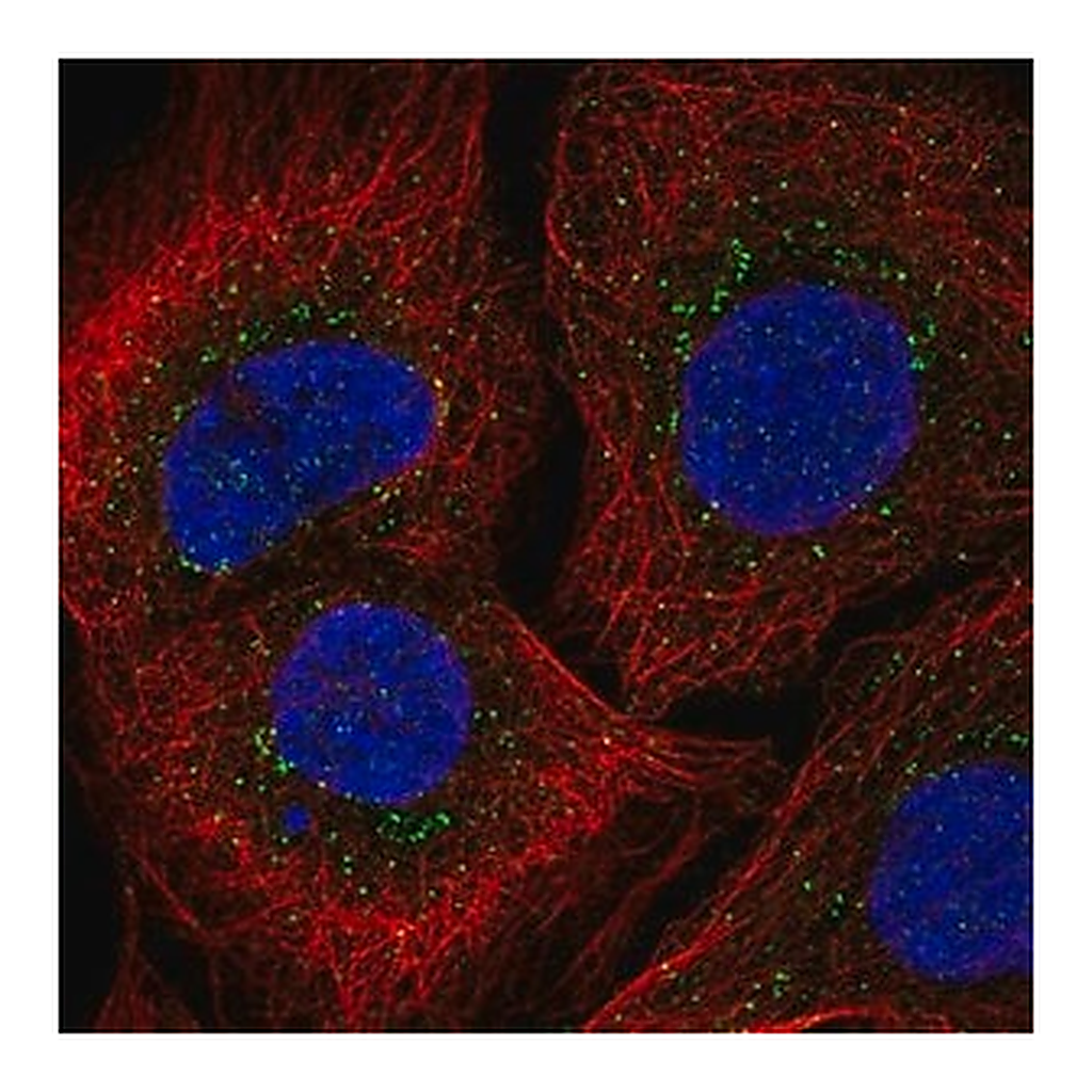 Merck Anti-IL2RG antibody produced in rabbit