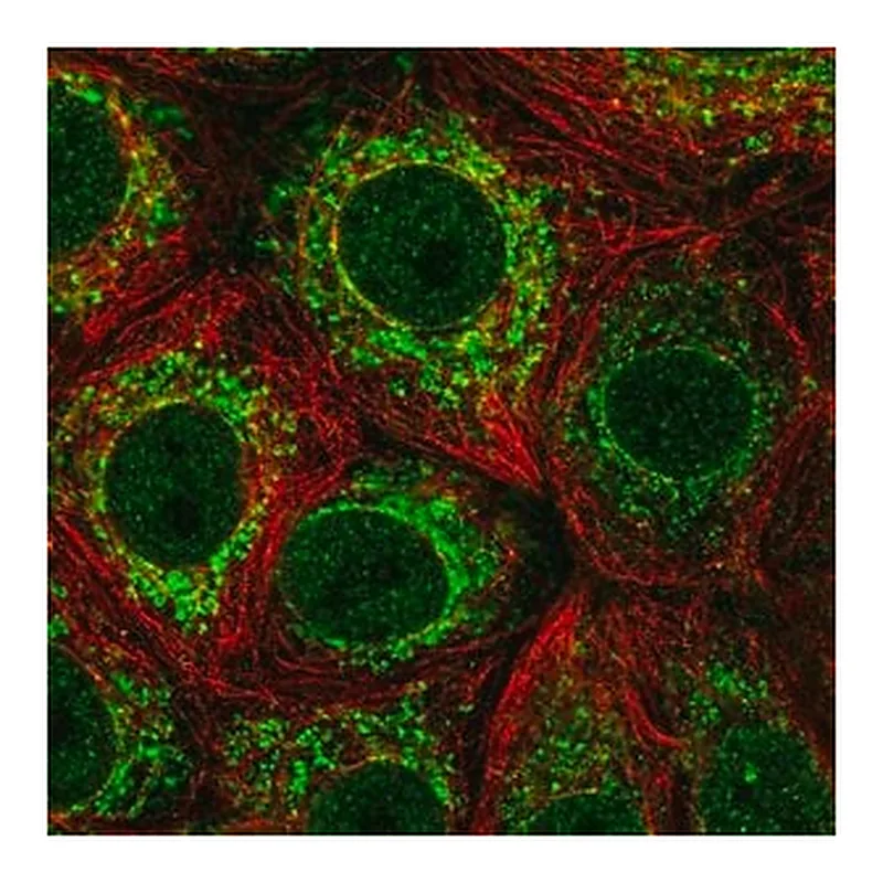 Merck Anti-ICAM3 antibody produced in rabbit
