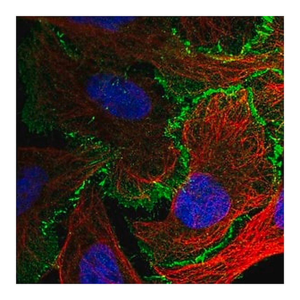 Merck Anti-AFDN antibody produced in rabbit
