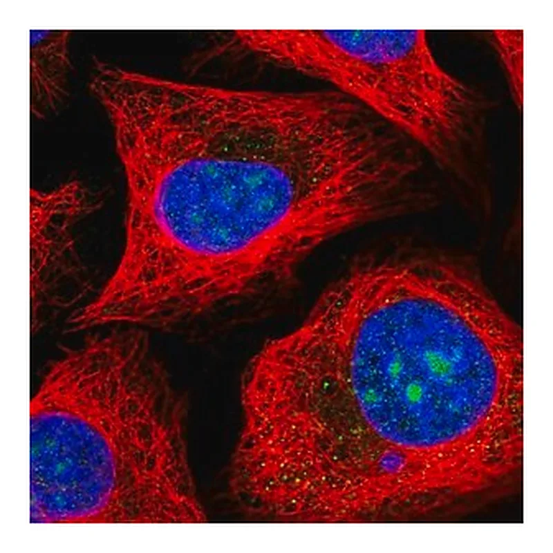 Merck Anti-MPHOSPH10 antibody produced in rabbit