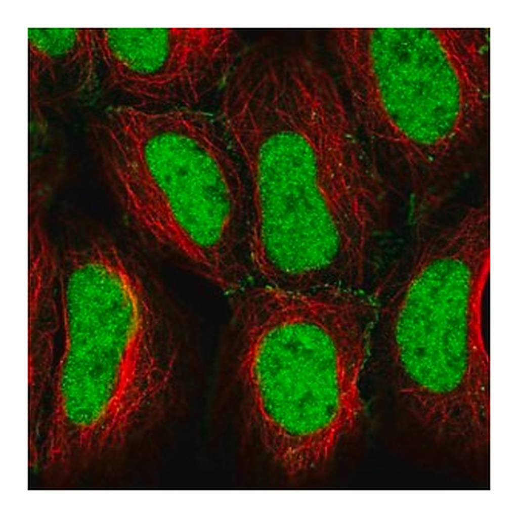 Merck Anti-CREB5 antibody produced in rabbit